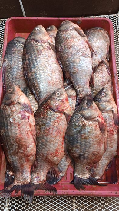 Свежая рыба и морепродукты