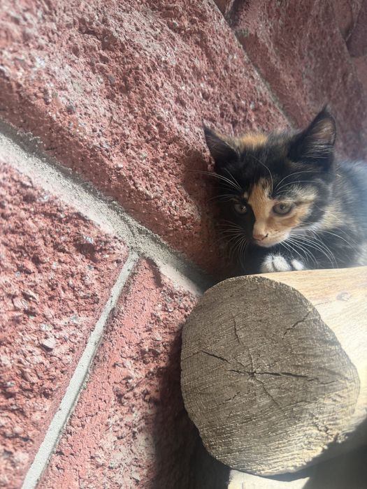 Котята крысоловки