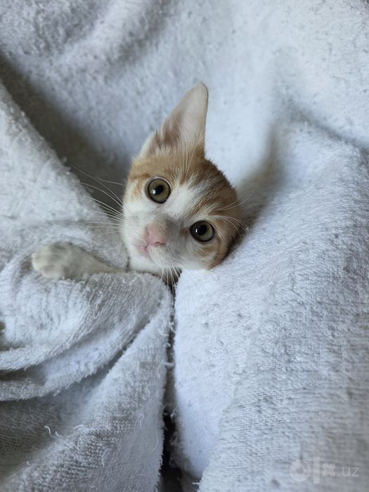 Отдам котёнка в добрые руки ,Бесплатно