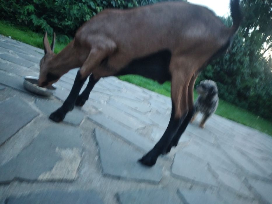 Capre Alpina Franceza și iezi