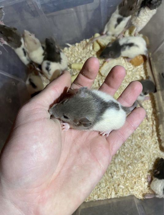 Șobolani dumbo de casă pet