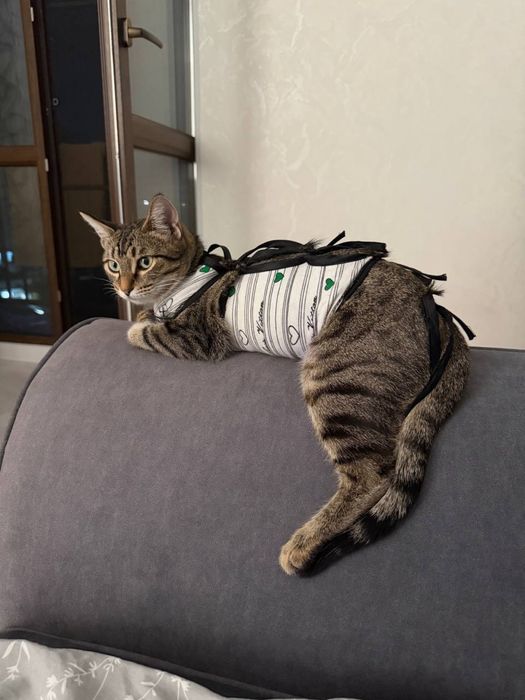 Отдам даром в добрые руки кошку