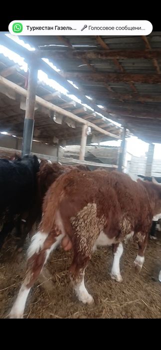 40  бас жемде тур сатлад