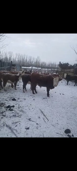 7бас Таза Ак бас бузаулар сатылады