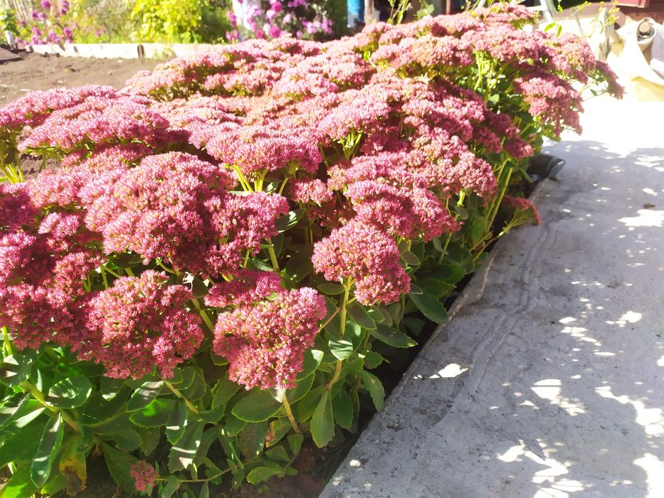 Продам дачу для души