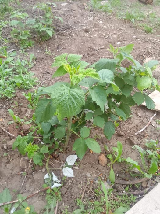 Саденцы Малины ремонтантной