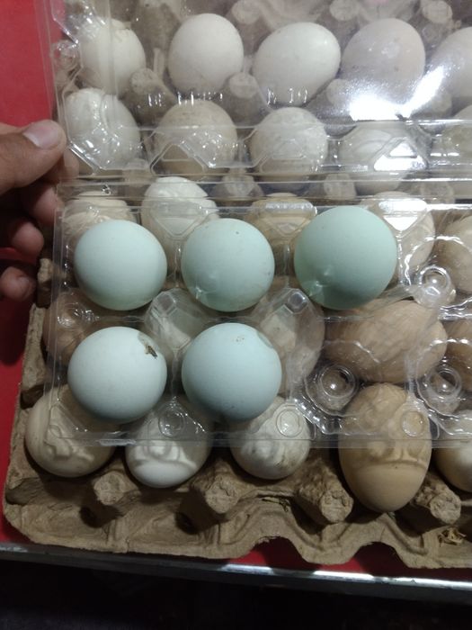 Xonaki tuxum sotiladi