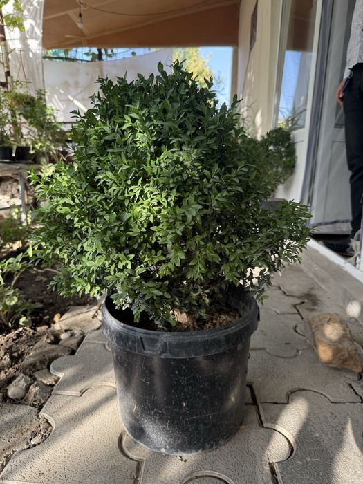 Shamshod шамшод дла декаратци