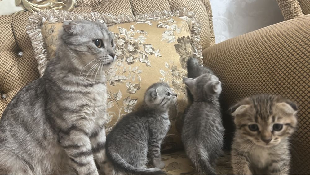Продаются котята