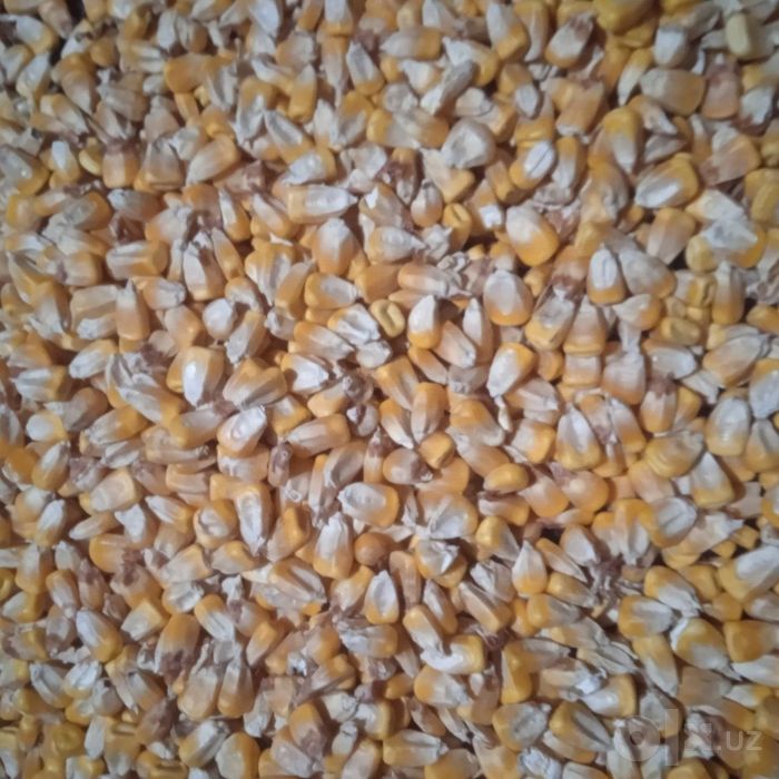 Makkajoʻxori doni