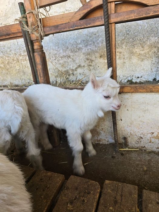 Ешкі коза ешки занен