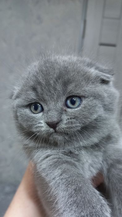 Продаются породистые шотландские котята Скотиш фолд и страйт