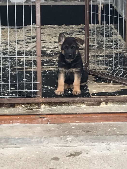 Родословни Немски Овчарки