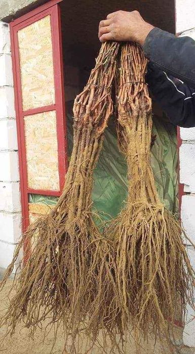 Butasi altoiti si hibrizi