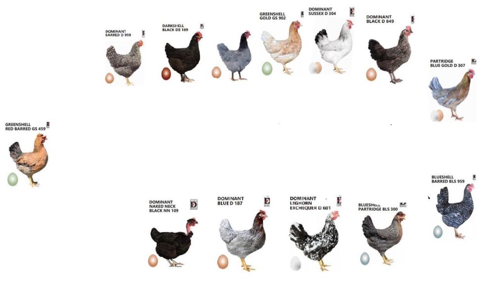 Продам цыплят Браун Ник, Ломан Браун