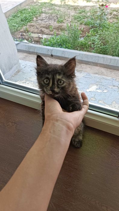 Котята в добрые ответственные руки