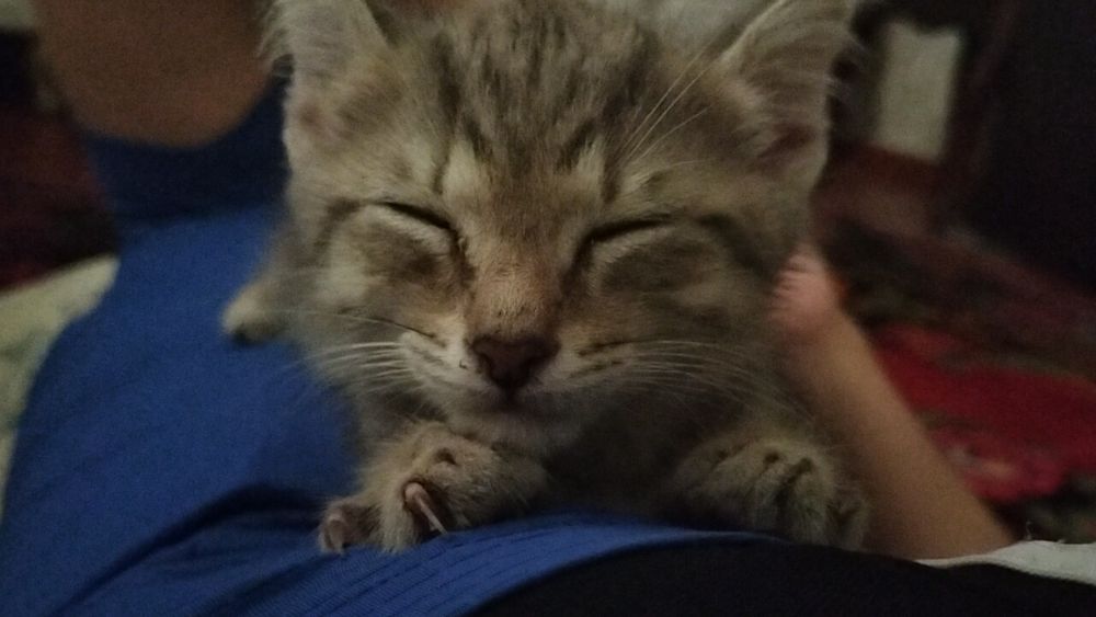 Котенок, МАЛЬЧИК