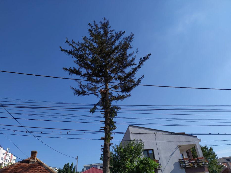 Toaletare taiere curatare formare fructificare pomi fructiferi ,copaci