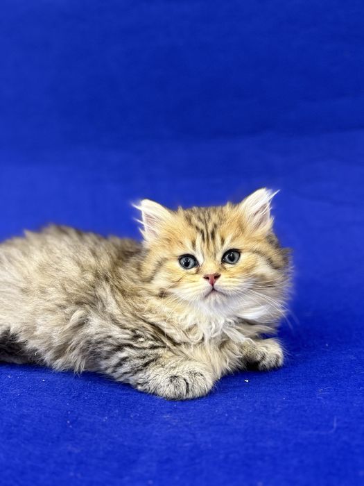 Британские котята