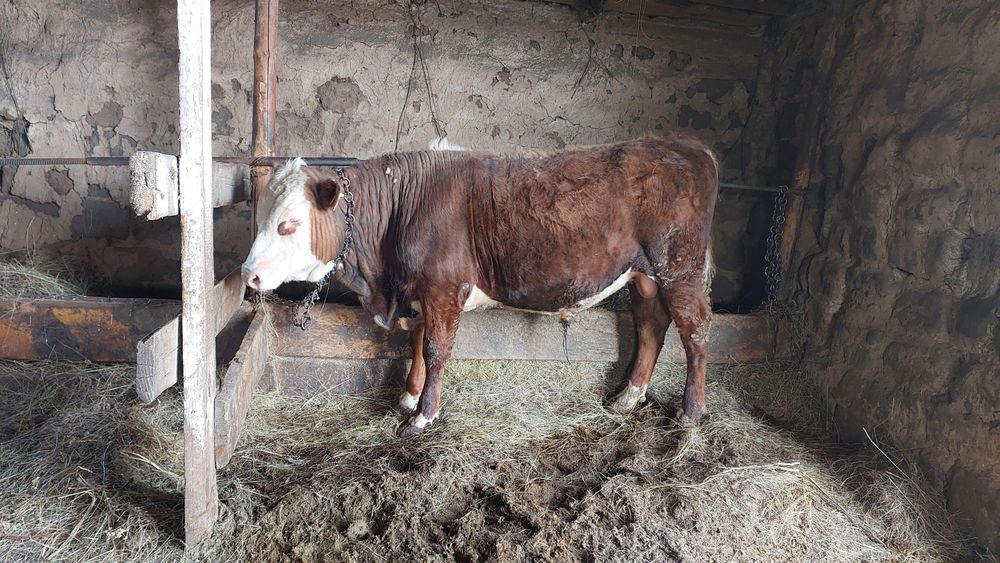 Продам быка с откорма