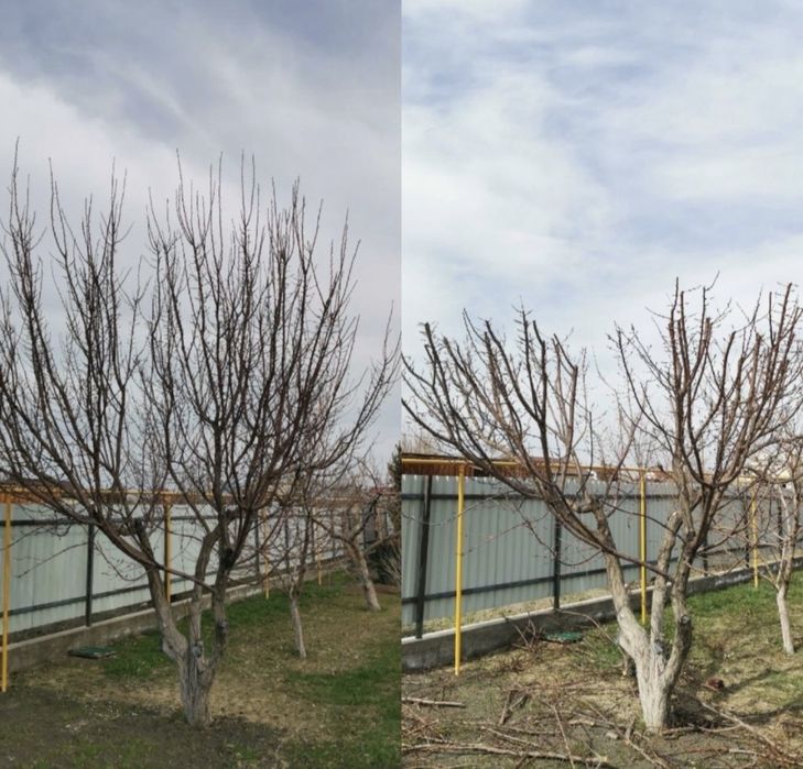 Профессиональная обрезка плодовых деревьев