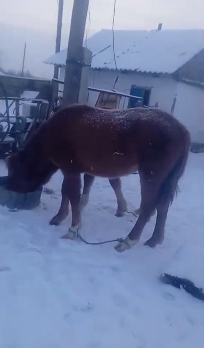 Байтал, тай сатылады ,саудасы бар