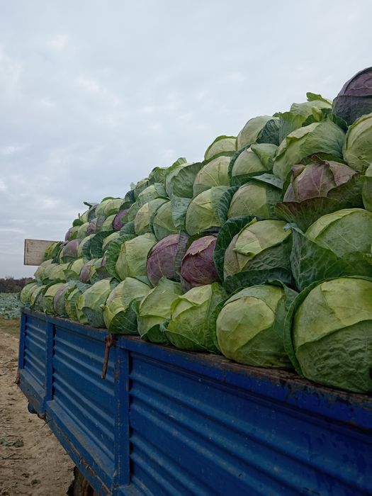 Răsad varză românească