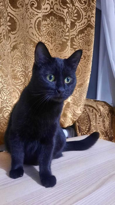 Мини пантера ищет человека чтобы любить