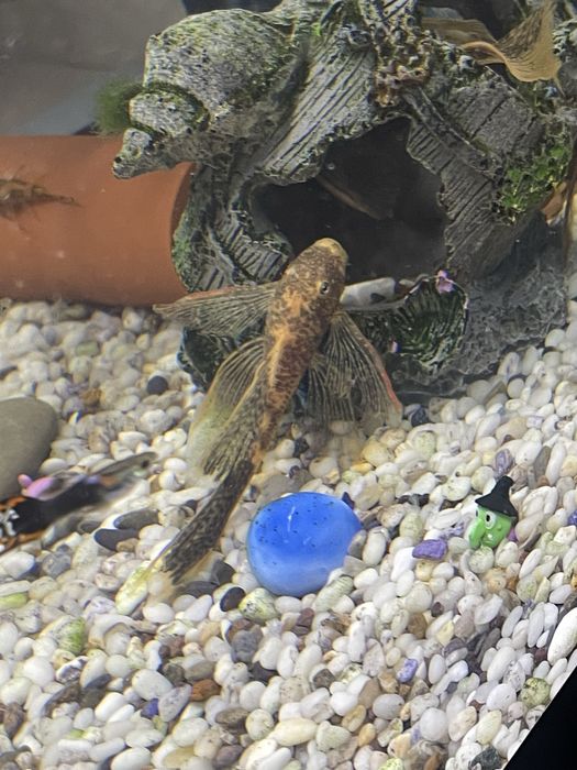 Сомы Lda-016, 10-11 сантиметров.