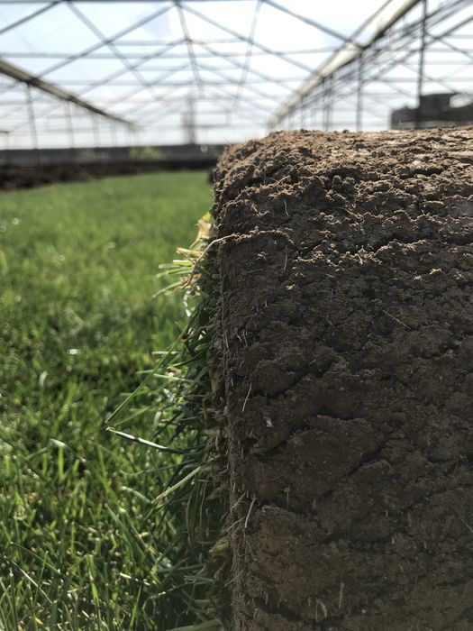 Газон уруг сепамиз