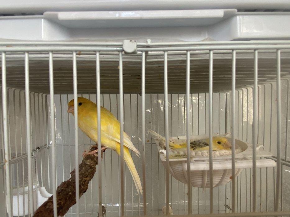 Канарейка сотилади срочно