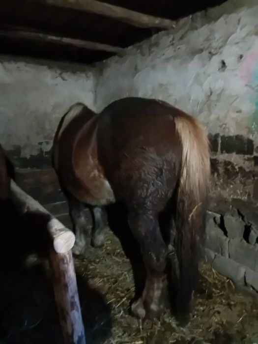 Vand manza și iapa gestanta