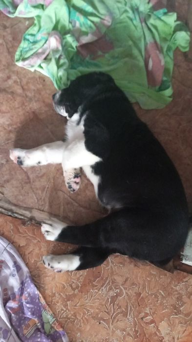 Продам щенков Алабая 100.000