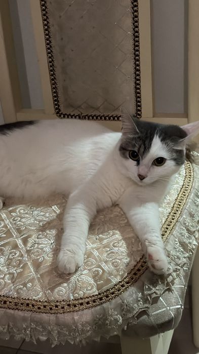 Отдам даром кота