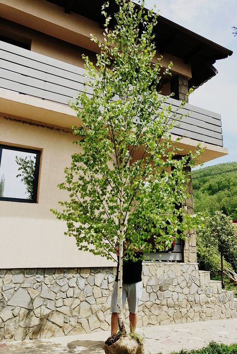 Mesteacan - betula pendula , vand copaci ( tei, artar, platan, paltin)