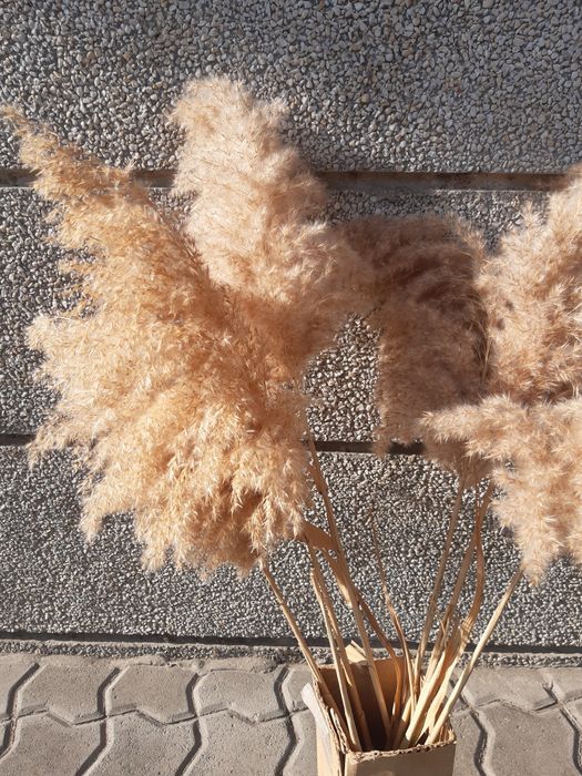 продавам цвят от декоративна тръстика