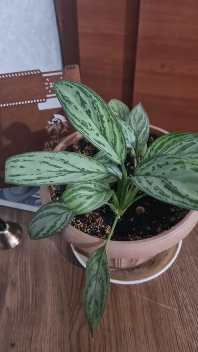 Комнатные цветы без удабрений