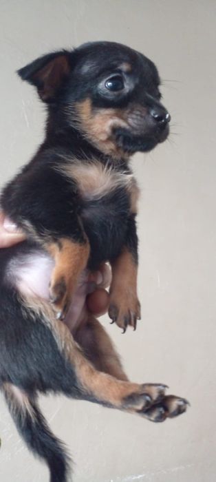 Той терьер  щенок мальчик