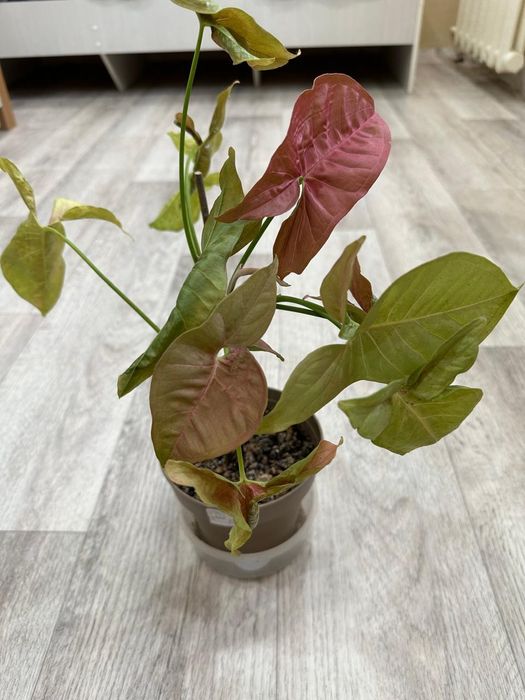 Продаются  цветы