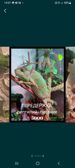 Гостиница для кошек.