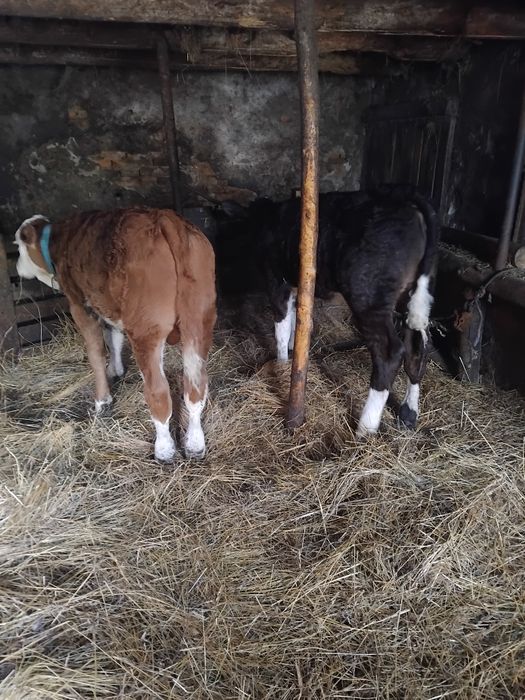 Schimbam domiciliu junincă vârsta 1 an și 6 luni și un tauras și o vitea ambii de 8 săptămâni.