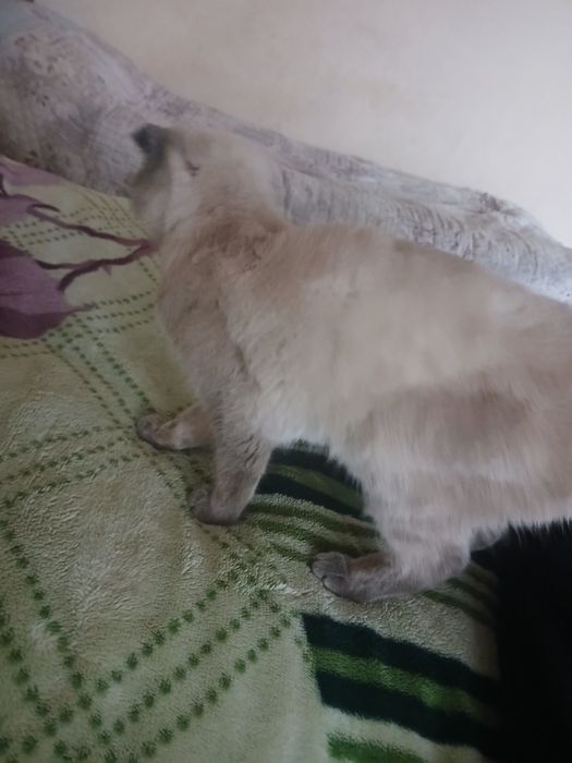 Mushuk Scottish Fold