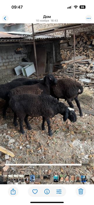 Qochqorla sotiladi har xil