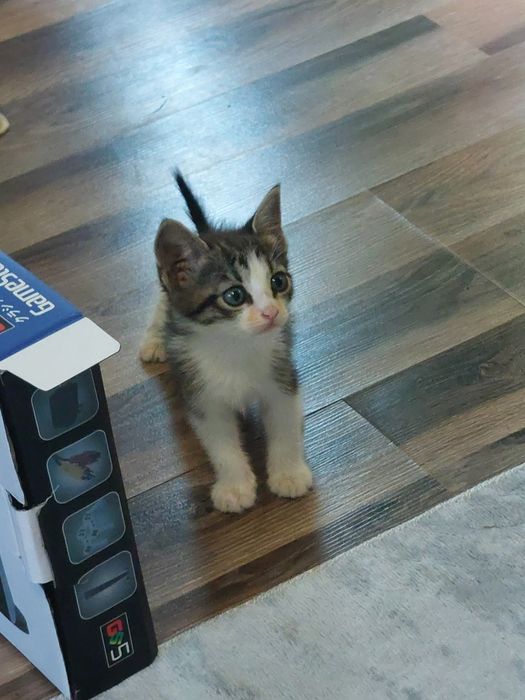Подаряваме  котенца