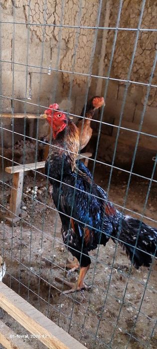 Даканлар ва  жерс