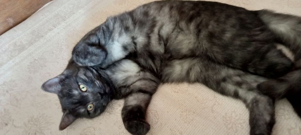 Продам кота по кличке Симба.