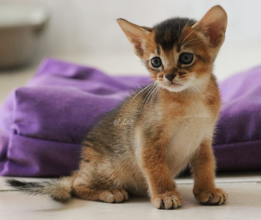 Абиссинские котята