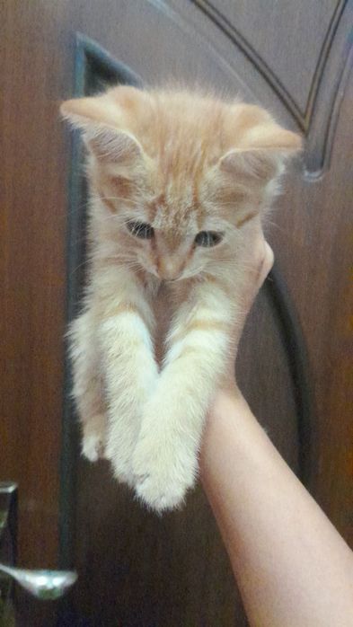 Котенок персик маленький