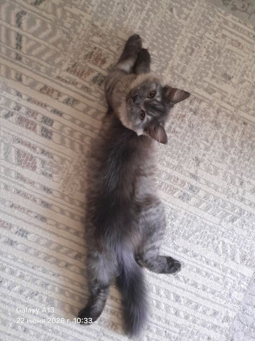 Отдам котенка,девочка,5 месяцев