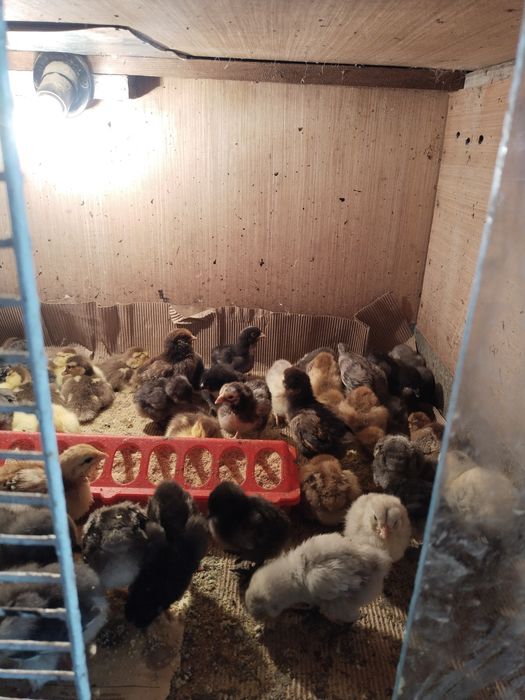 Продам Индоутят..